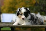 BERGER AUSTRALIEN PUPPIES 883